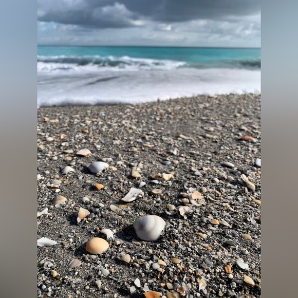 50 Bulk Florida Seashells Cruelty Free Calico Scallops Pink Gray TheSandbar - Picture 3 of 6